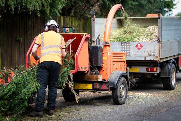 Tree Health Inspection in Hailey, ID